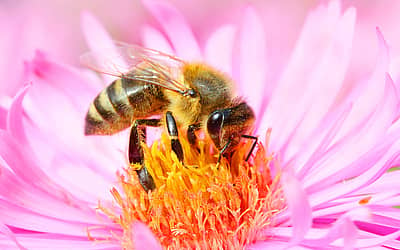 World Honey Bee Day