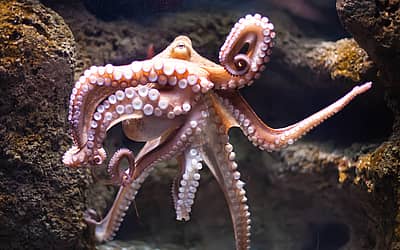 World Octopus Day