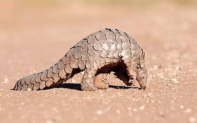 World Pangolin Day