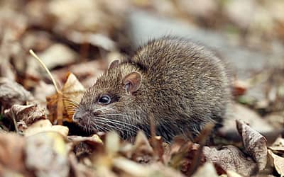 World Rat Day