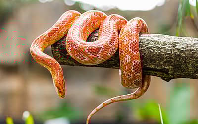 World Snake Day