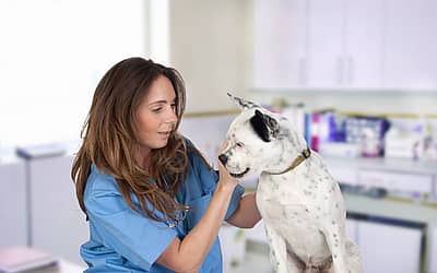 World Veterinary Day