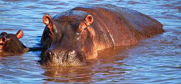 World Hippo Day Days Of The Year (February 15th)