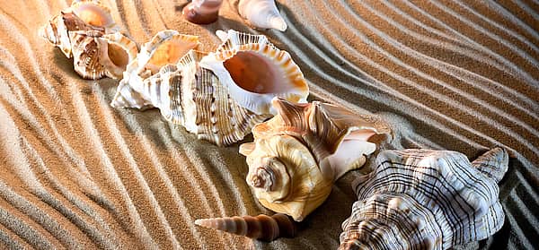 National Seashell Day (June 20th, 2024) Days Of The Year