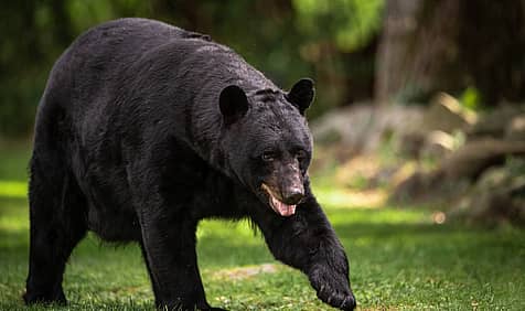 National Black Bear Day