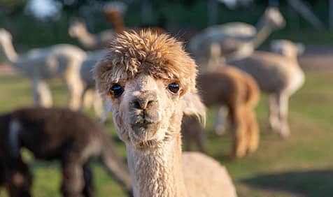 National Alpaca Day