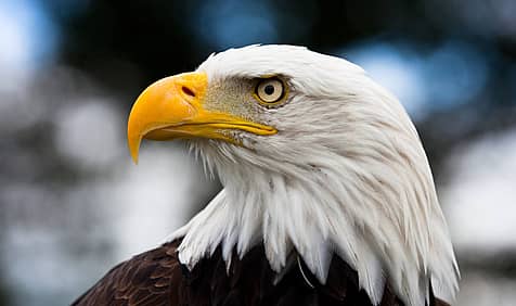 National American Eagle Day