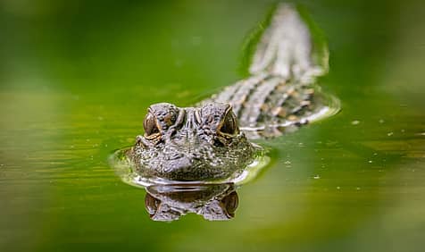 National Alligator Day