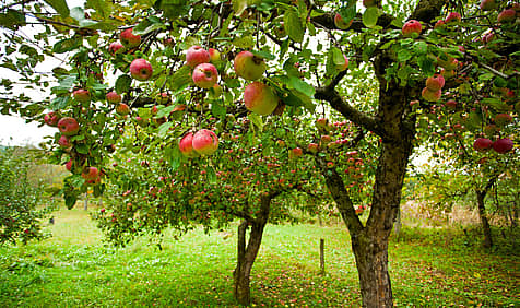 Apple Tree Day