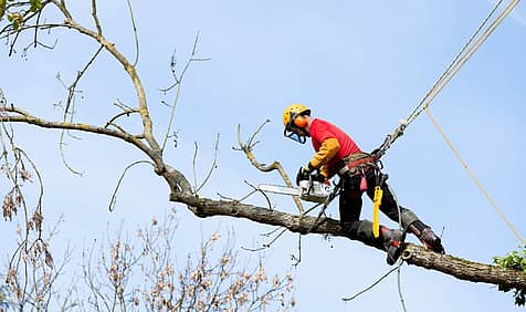 Arborist Appreciation Day