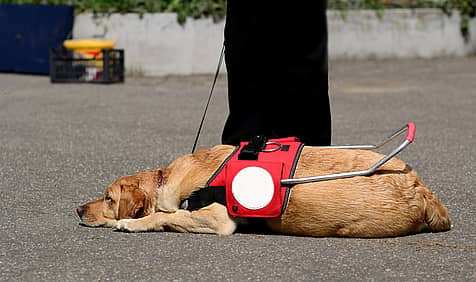 Assistance Dog Day