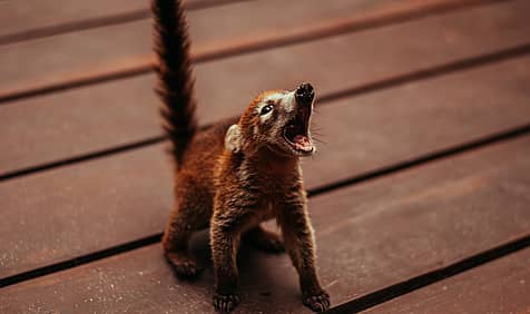 World Coati Day