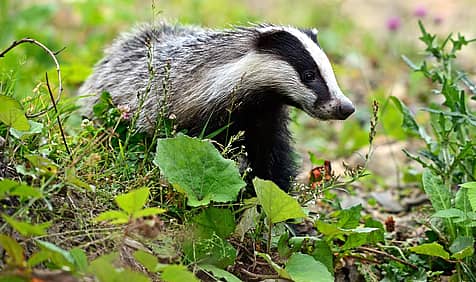 National Badger Day