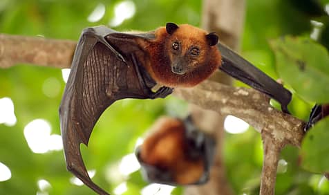 International Bat Appreciation Day