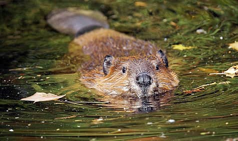 International Beaver Day