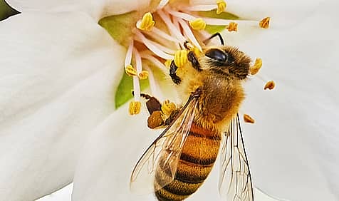 Bee Active Bee Healthy Bee Happy Week