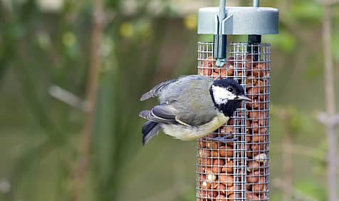 National Bird Feeding Month