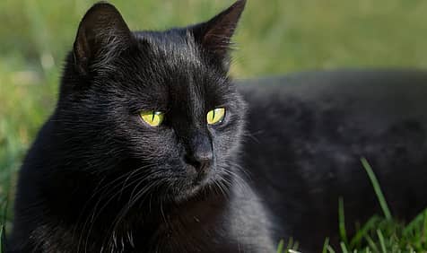 National Black Cat Day