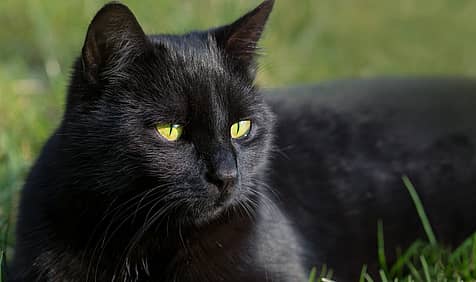 National Black Cat Day