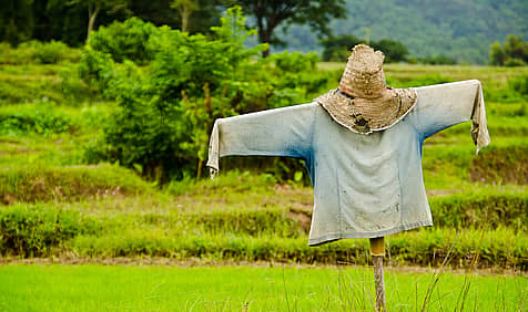 Build A Scarecrow Day