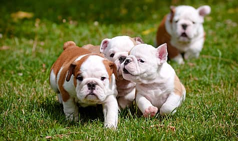 National Bulldogs Are Beautiful Day