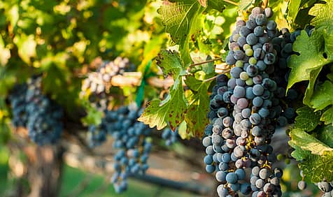 Cabernet Franc Day