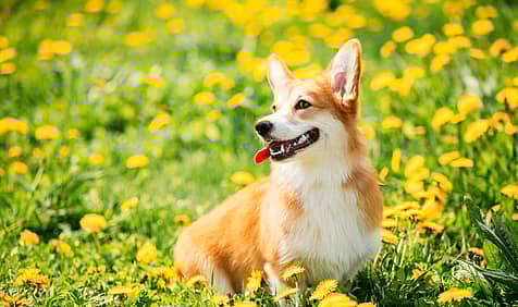 International Corgi Day