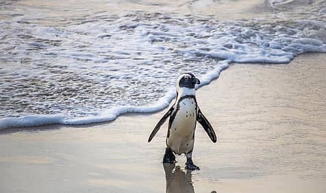 International African Penguin Awareness Day