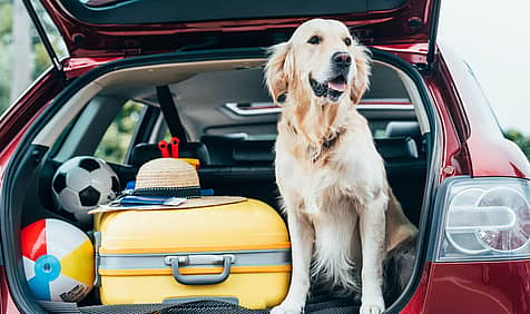 National Pet Travel Safety Day