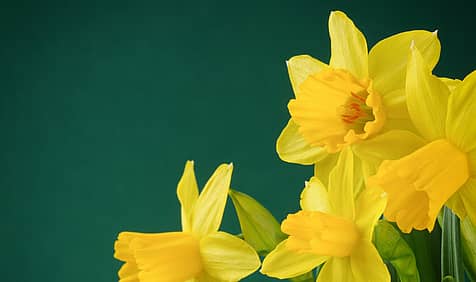 Daffodil Day