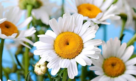 National Daisy Day