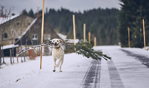 National Take Down the Christmas Tree Day