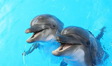National Dolphin Day