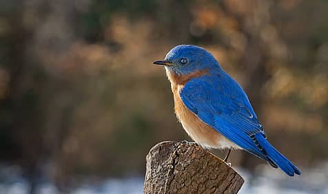 Bluebird of Happiness Day