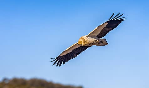 International Vulture Awareness Day