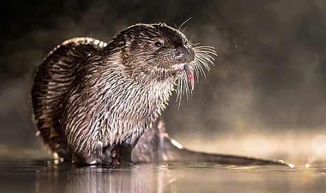 World Otter Day