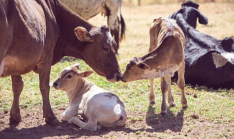 National Farm Animals Day