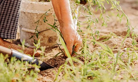 National Weed Your Garden Day