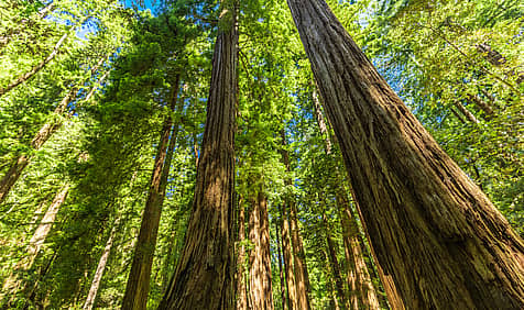 National Arbor Day