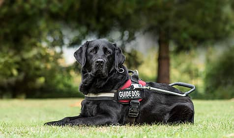 National Guide Dog Month