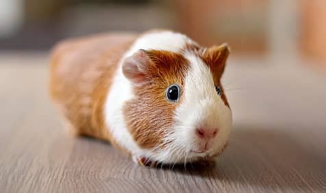 Guinea Pig Appreciation Day