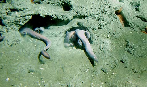 Hagfish Day