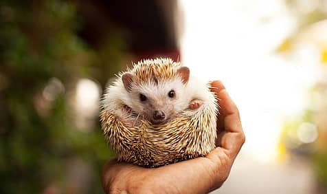 National Hedgehog Day