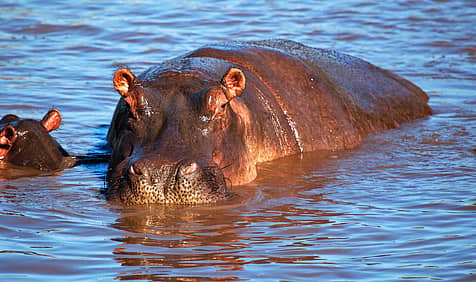 World Hippo Day