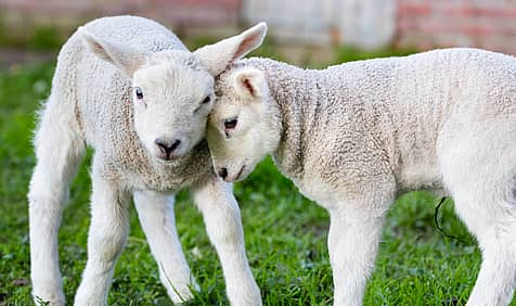 National Hug A Sheep Day