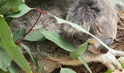 Hug an Australian Day