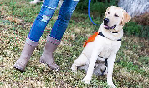 Human-Animal Relationship Awareness Week