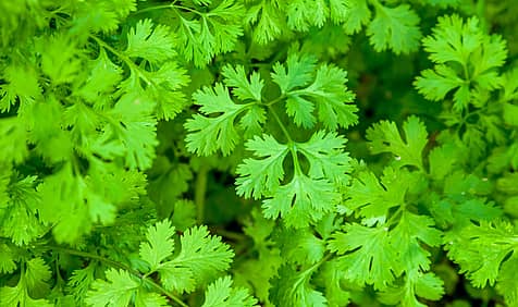 International I Hate Coriander Day