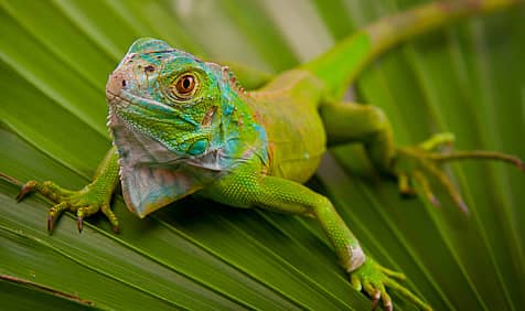 National Iguana Awareness Day