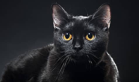 Black Cat Awareness Month